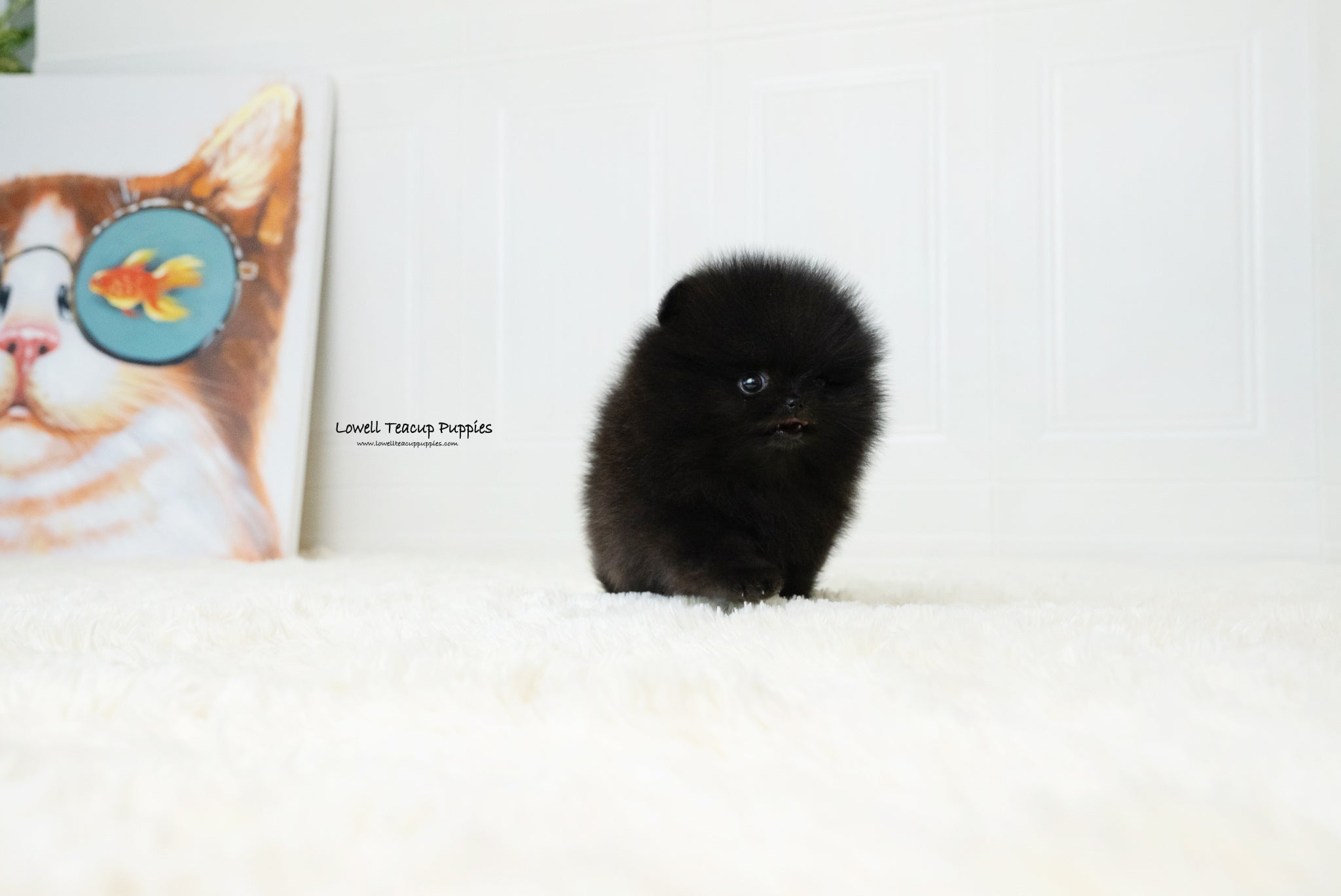 Teacup Pomeranian Male [Dante] - Lowell Teacup Puppies inc