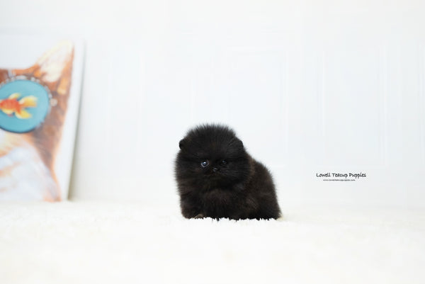 Teacup Pomeranian Male [Dante] - Lowell Teacup Puppies inc