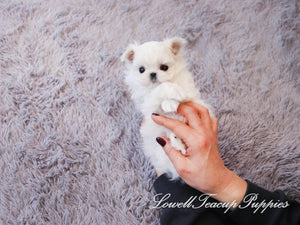 Teacup Maltese Female [Angel] - Lowell Teacup Puppies inc