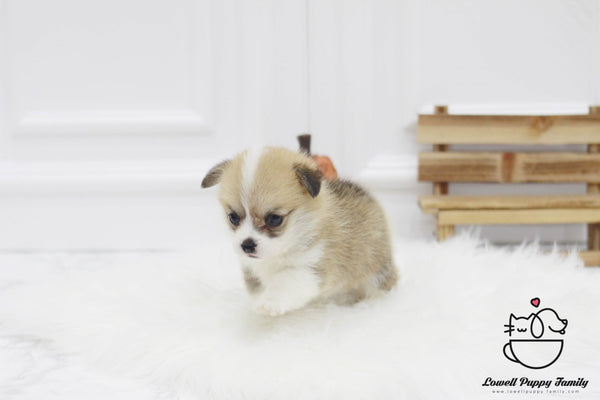 Teacup Welsh corgi Female [Gigi] - Lowell Teacup Puppies inc
