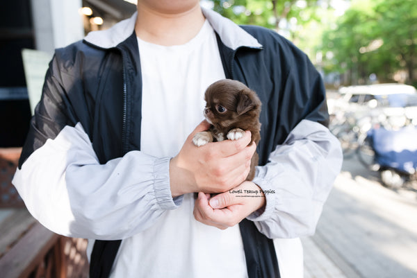 Teacup Chihuahua Male [Kenzo] - Lowell Teacup Puppies inc