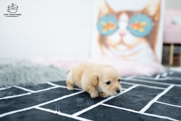 Teacup Dachshund Male [Aaron] - Lowell Teacup Puppies inc