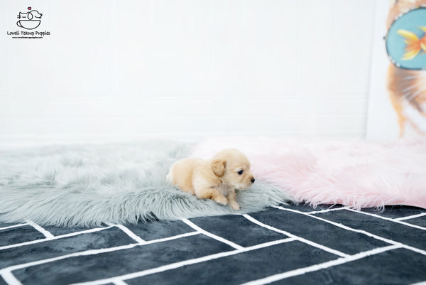 Teacup Dachshund Male [Aaron] - Lowell Teacup Puppies inc