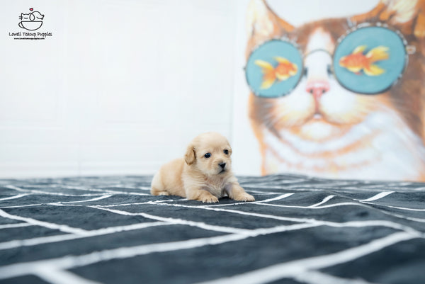 Teacup Dachshund Male [Aaron] - Lowell Teacup Puppies inc