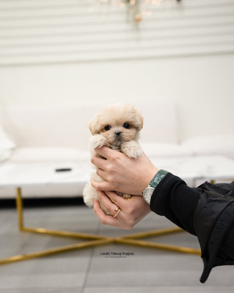 Teacup Maltipoo Male [Henry] - Lowell Teacup Puppies inc
