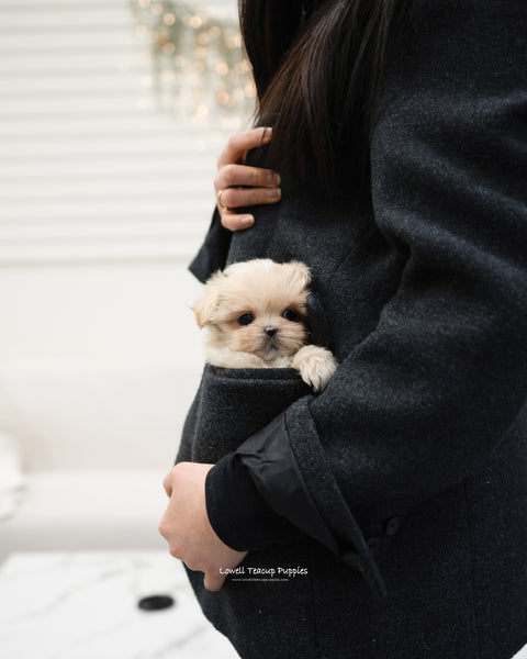 Teacup Maltipoo Male [Henry] - Lowell Teacup Puppies inc