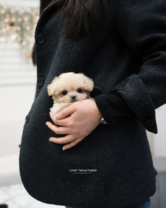 Teacup Maltipoo Male [Henry] - Lowell Teacup Puppies inc