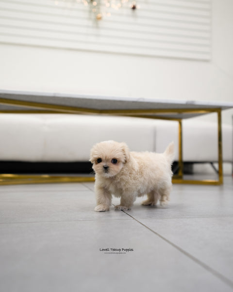 Teacup Maltipoo Male [Henry] - Lowell Teacup Puppies inc