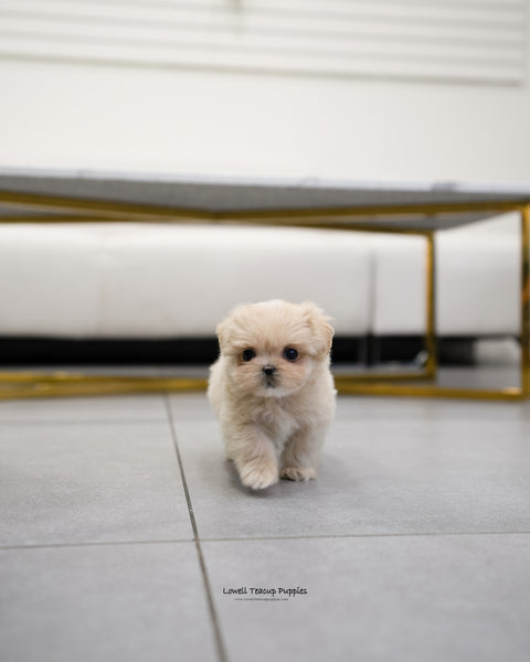 Teacup Maltipoo Male [Henry] - Lowell Teacup Puppies inc