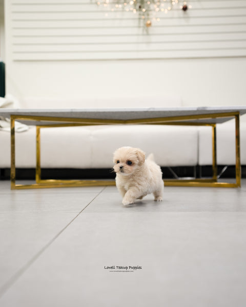 Teacup Maltipoo Male [Henry] - Lowell Teacup Puppies inc