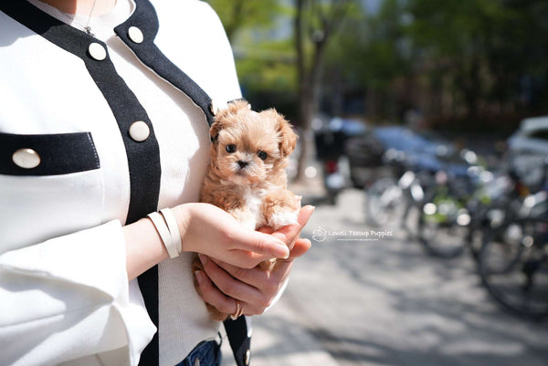 Teacup Maltipoo Female [Avril]