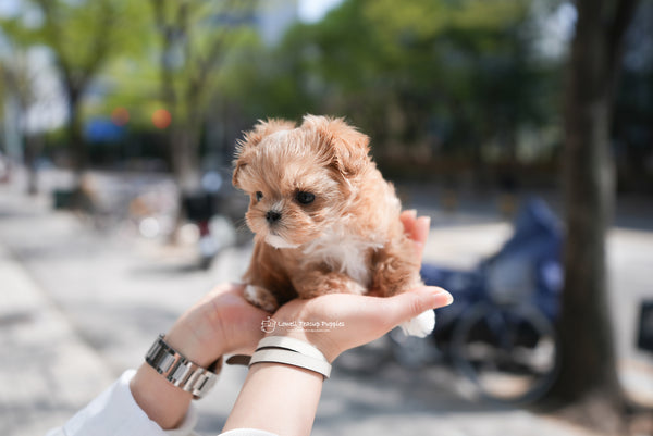 Teacup Maltipoo Female [Avril] - Lowell Teacup Puppies inc