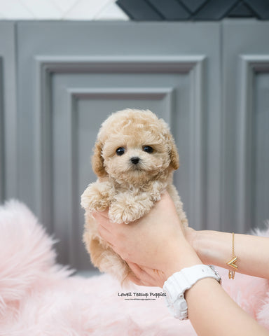 Teacup Poodle Male [Aaron] - Lowell Teacup Puppies inc