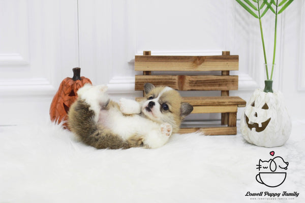 Teacup Welsh corgi Female [Gigi] - Lowell Teacup Puppies inc