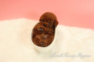 Teacup Poodle Male [Bear] - Lowell Teacup Puppies inc