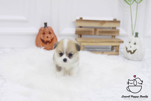 Teacup Welsh corgi Female [Gigi] - Lowell Teacup Puppies inc