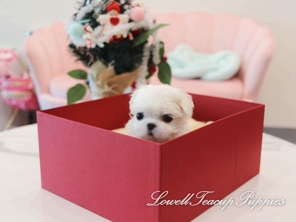 Teacup Maltese Male [Louis] - Lowell Teacup Puppies inc