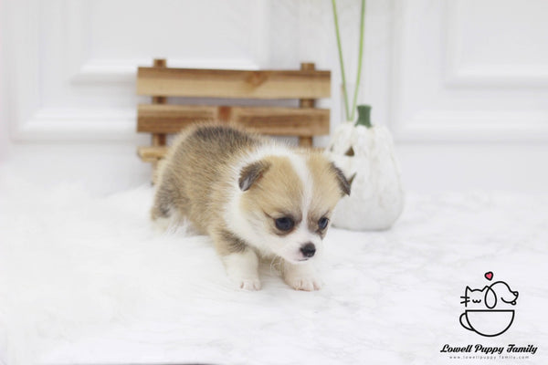 Teacup Welsh corgi Female [Gigi] - Lowell Teacup Puppies inc
