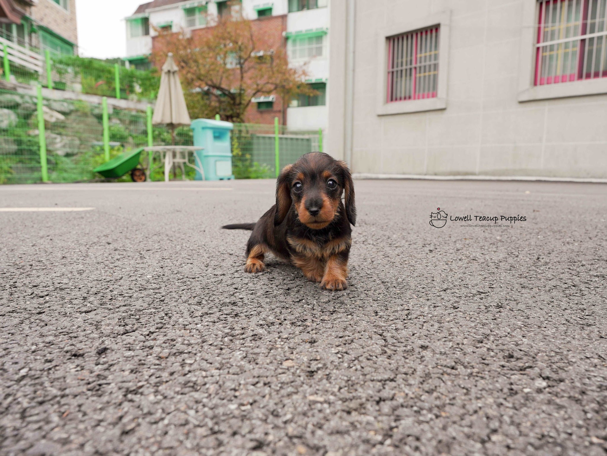 James / Teacup Dachshund Female  [Ava&Sabella]