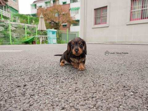 James / Teacup Dachshund Female  [Ava&Sabella]