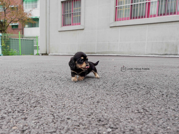 James / Teacup Dachshund Female  [Ava&Sabella]