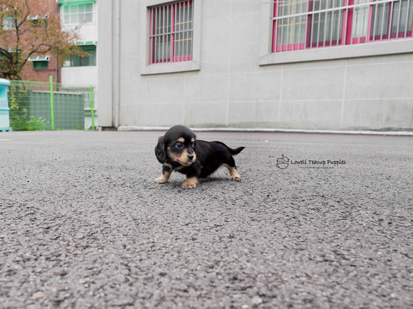 James / Teacup Dachshund Female  [Ava&Sabella]
