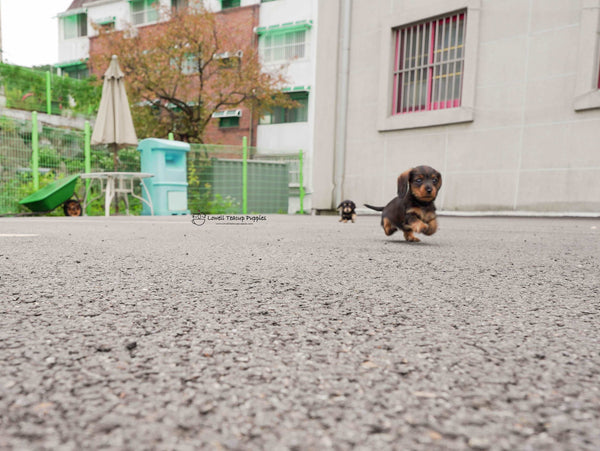 James / Teacup Dachshund Female  [Ava&Sabella]