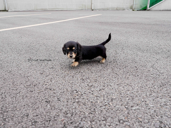 James / Teacup Dachshund Female  [Ava&Sabella]
