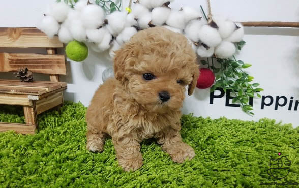 Teacup Maltipoo Male [Gem] - Lowell Teacup Puppies inc