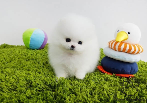 Pomeranian Female [Mini] - Lowell Teacup Puppies inc