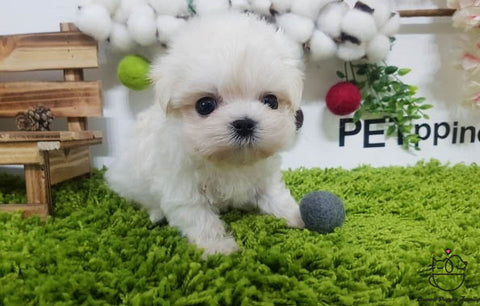 Teacup Maltese female [Kara] - Lowell Teacup Puppies inc