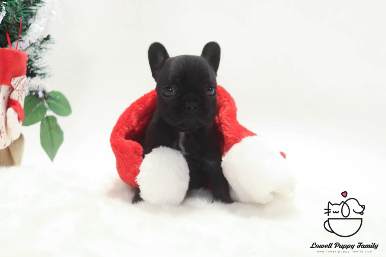 Teacup French Bulldog Male [Gring] - Lowell Teacup Puppies inc