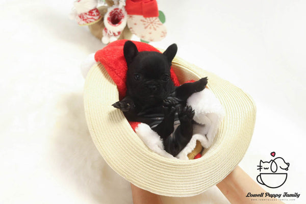 Teacup French Bulldog Male [Gring] - Lowell Teacup Puppies inc