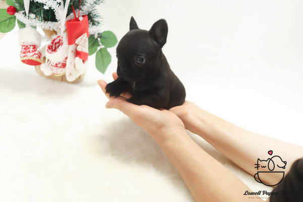 Teacup French Bulldog Male [Gring] - Lowell Teacup Puppies inc