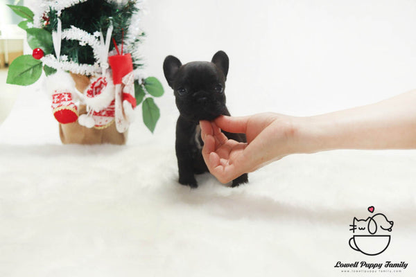 Teacup French Bulldog Male [Gring] - Lowell Teacup Puppies inc