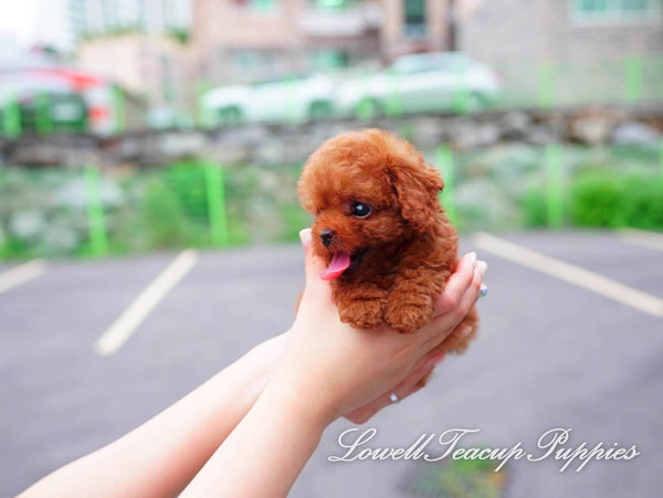 Teacup Poodle Male [Teddy] - Lowell Teacup Puppies inc