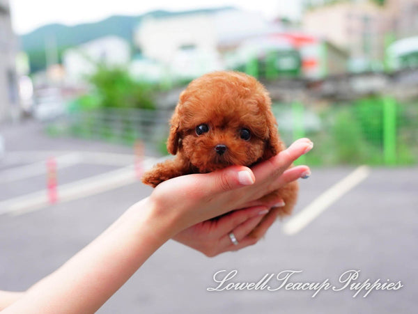 Teacup Poodle Male [Teddy] - Lowell Teacup Puppies inc