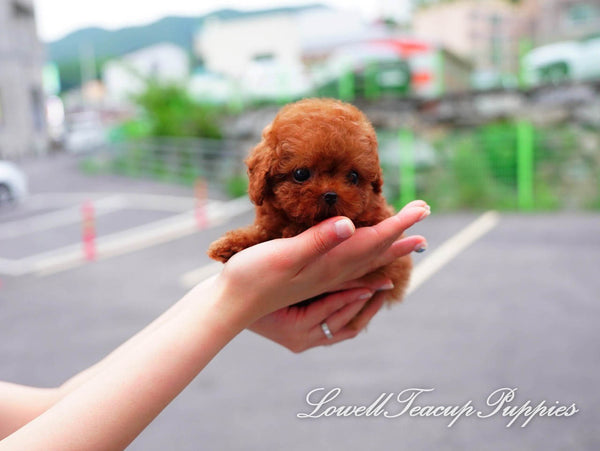 Teacup Poodle Male [Teddy] - Lowell Teacup Puppies inc
