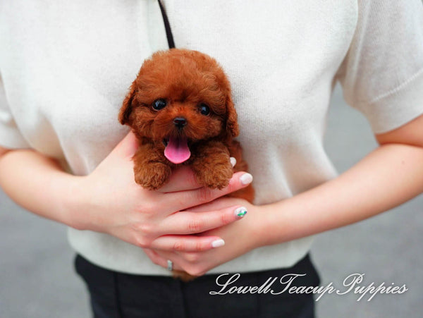 Teacup Poodle Male [Teddy] - Lowell Teacup Puppies inc