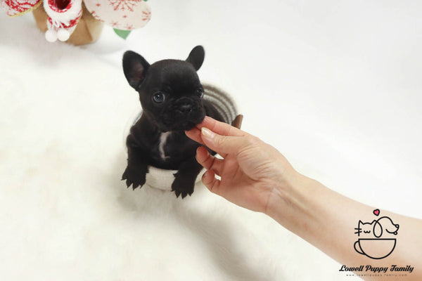 Teacup French Bulldog Male [Gring] - Lowell Teacup Puppies inc