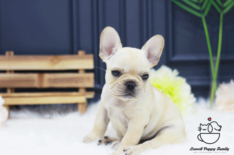 French Bulldog Female [Lala] - Lowell Teacup Puppies inc