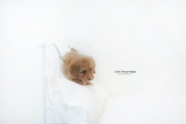 Mini Golden doodle Male [Harry] - Lowell Teacup Puppies inc