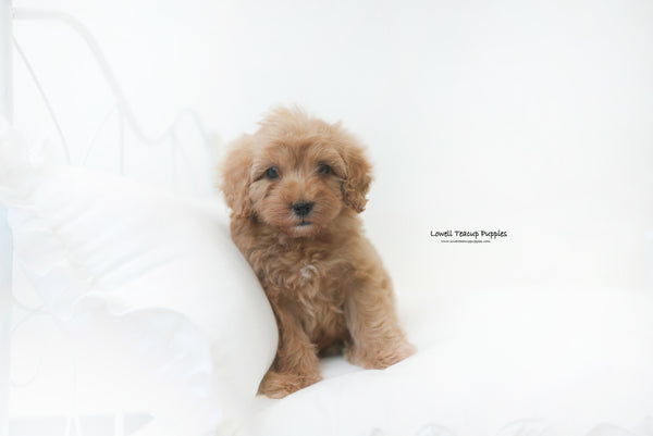 Mini Golden doodle Male [Harry] - Lowell Teacup Puppies inc
