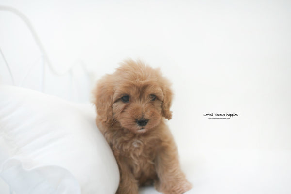 Mini Golden doodle Male [Harry] - Lowell Teacup Puppies inc