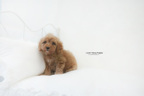 Mini Golden doodle Male [Harry] - Lowell Teacup Puppies inc