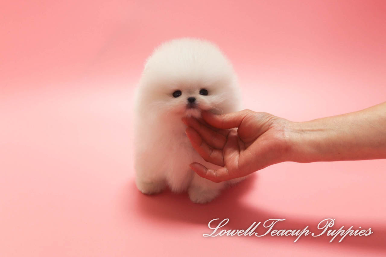 Teacup Pomeranian Male [Toby] - Lowell Teacup Puppies inc