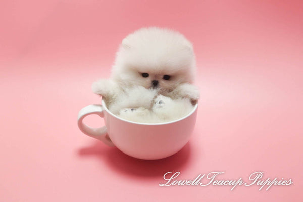 Teacup Pomeranian Male [Toby] - Lowell Teacup Puppies inc