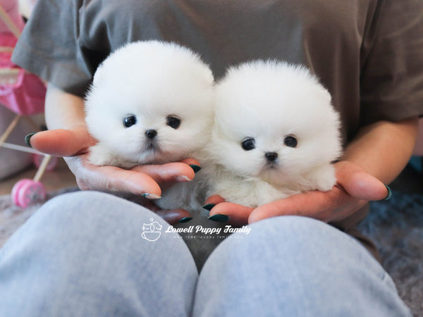 Teacup Pomeranian Twins [Jerry,Judy] - Lowell Teacup Puppies inc