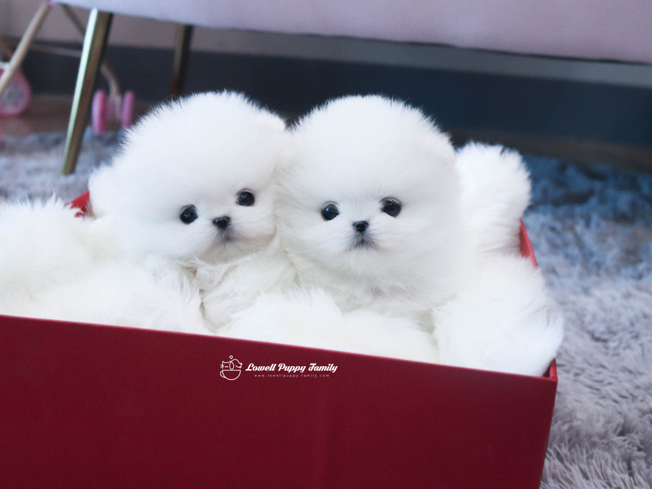 Teacup Pomeranian Twins [Jerry,Judy] - Lowell Teacup Puppies inc