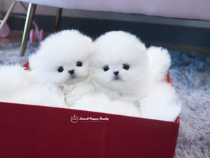 Teacup Pomeranian Twins [Jerry,Judy] - Lowell Teacup Puppies inc